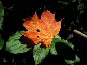 Ahornblatt auf grünem Blatt