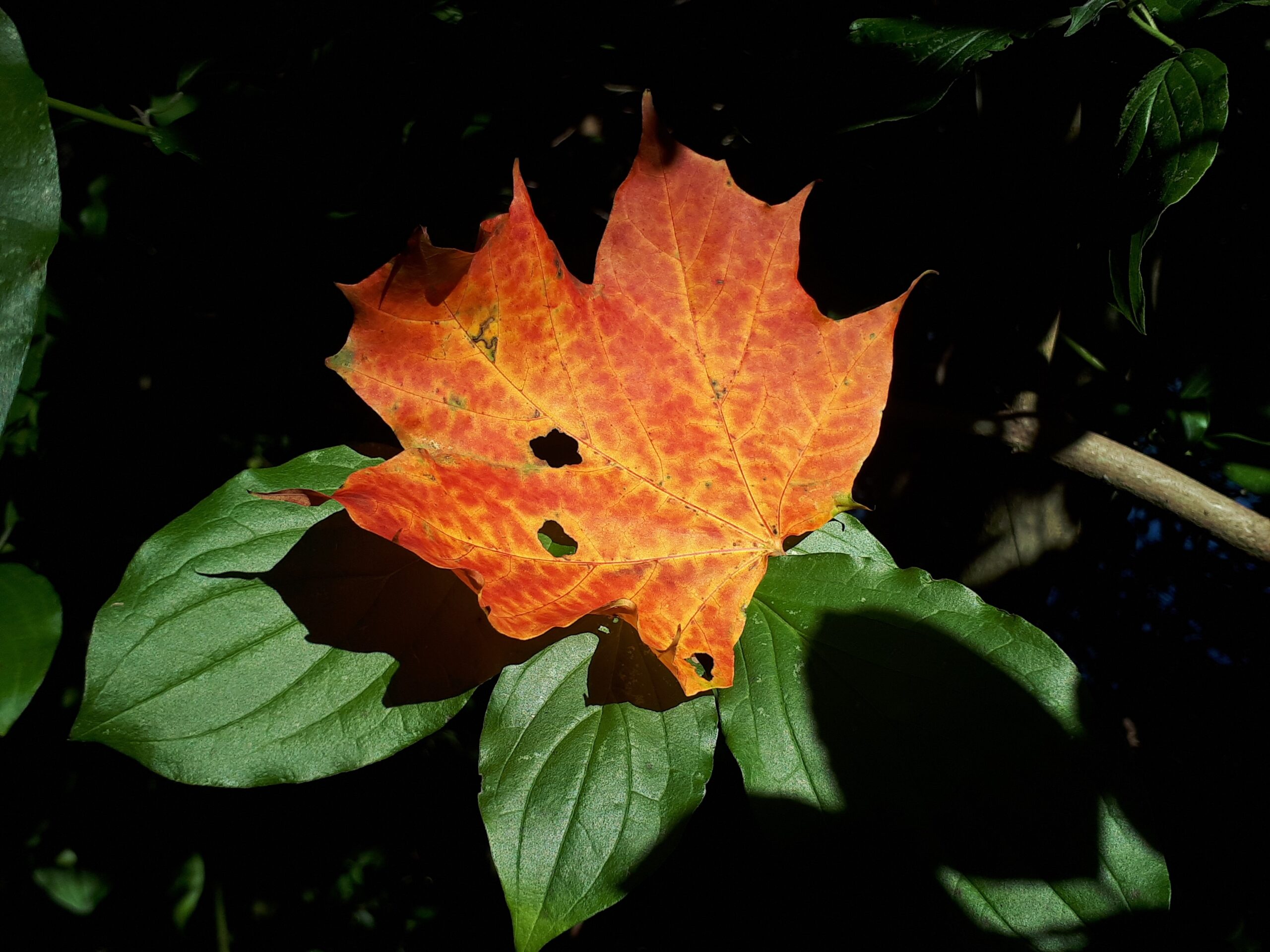 Ahornblatt auf grünem Blatt