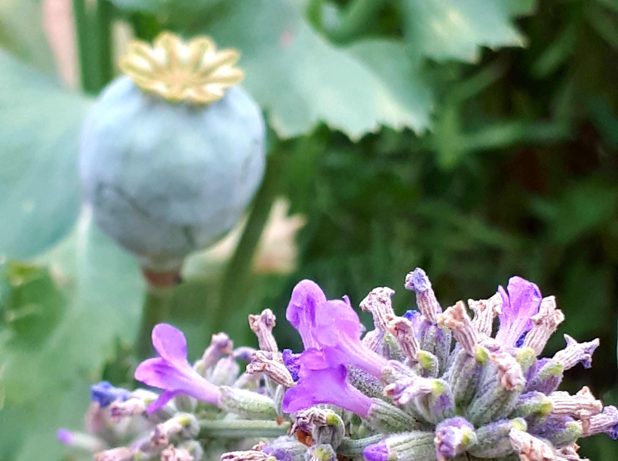 Blumenaufstellung