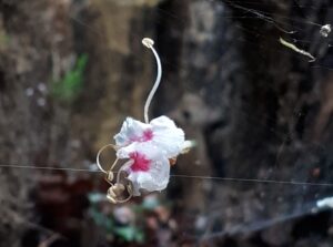 Hochseilakt mit Pflanze