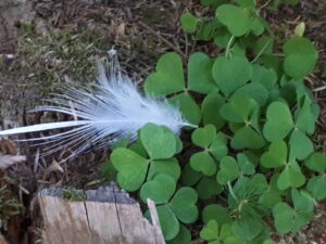 Feder im Klee