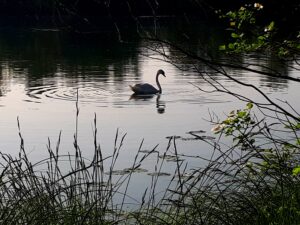 Schwan auf See