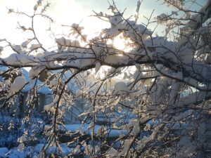 Schnee auf Ästen